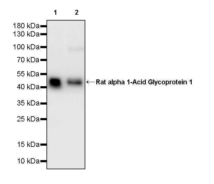Rat alpha 1-Acid Glycoprotein 1 Recombinant mAb (S-2962-4)