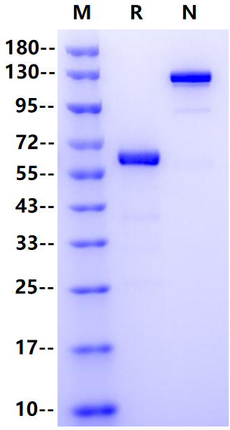 CD2/SRBC Fc Chimera Protein, Human