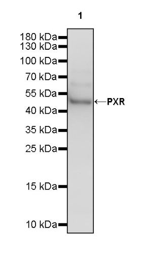 PXR Recombinant Rabbit mAb (S-2398-43)