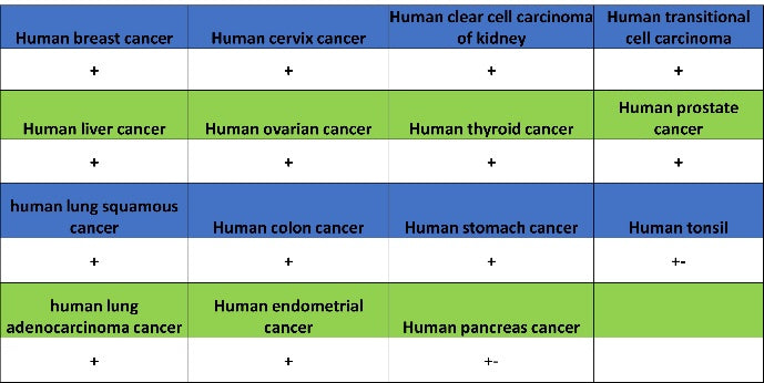 ATG9A Recombinant Rabbit mAb (S-1418-5)