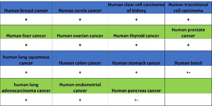 ATG9A Recombinant Rabbit mAb (S-1418-5)