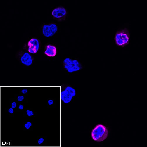 His tag (C-terminal) Recombinant Rabbit mAb (Alexa Fluor® 647 Conjugate) (S-1398-10)