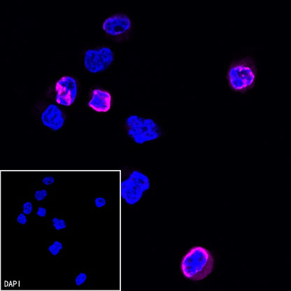 His tag (C-terminal) Recombinant Rabbit mAb (Alexa Fluor® 647 Conjugate) (S-1398-10)