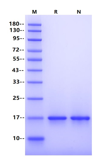 FGF-basic(146aa) Protein, Human