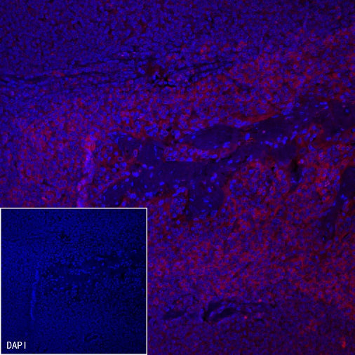 PD-L1 Recombinant Rabbit mAb (Alexa Fluor® 594 Conjugate) (SDT-119-16)