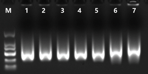 Poly(A) Polymerase Tailing Kit