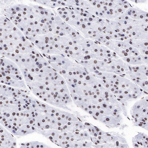 Histone H3 (mono methyl K4) Rabbit polyclonal antibody