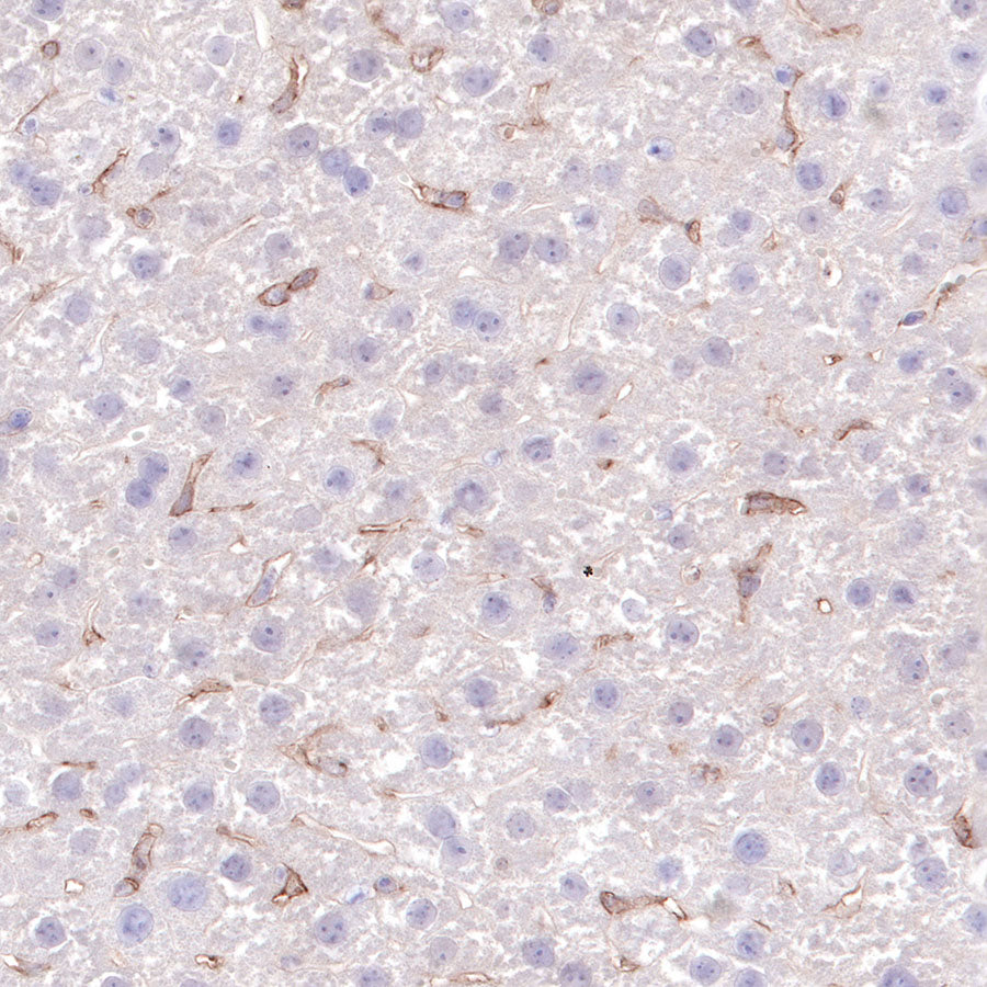S-RMab® CD16a Recombinant Rabbit mAb,PBS Only (SDT-366-45)