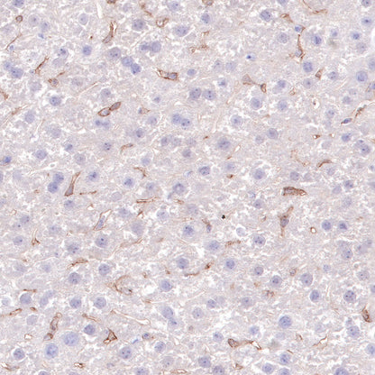 S-RMab® CD16a Recombinant Rabbit mAb,PBS Only (SDT-366-45)