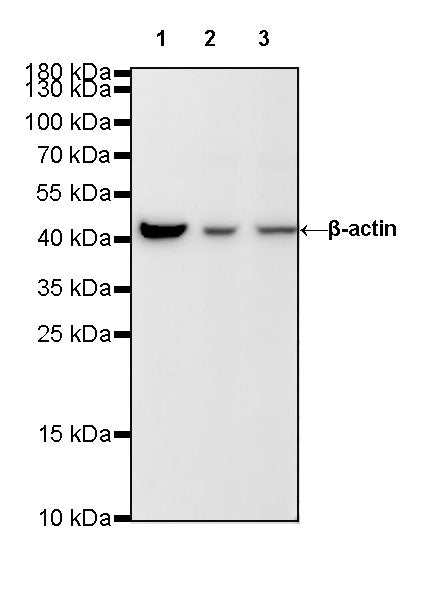 β-actin Rabbit mAb (SDT-R015)