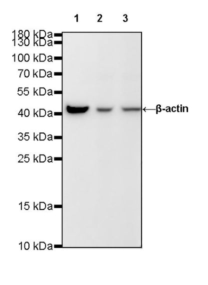 β-actin Rabbit mAb (SDT-R015)