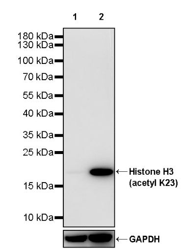 Histone H3 (acetyl K23) Recombinant Rabbit mAb (S-3321-202)