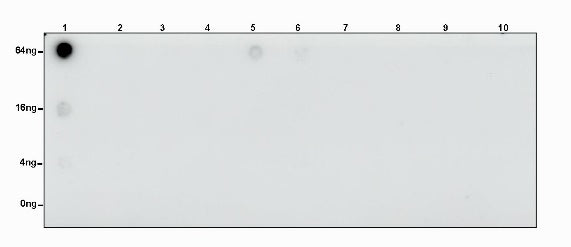 S-RMabMixTM Fumaryllysine Rabbit mAb