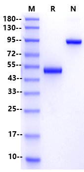 LIGHT/TNFSF14 Protein, Human