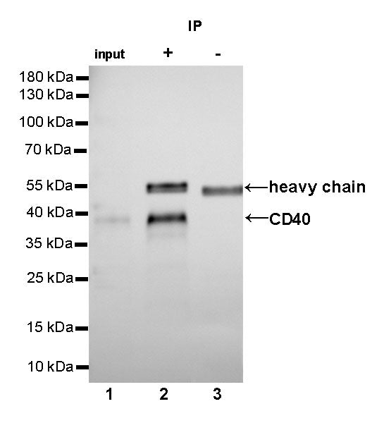 CD40 Recombinant Rabbit mAb,PBS Only (SDT-145-45)