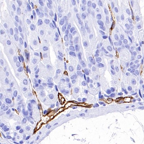 CD31 Recombinant Rabbit mAb (S-R568)
