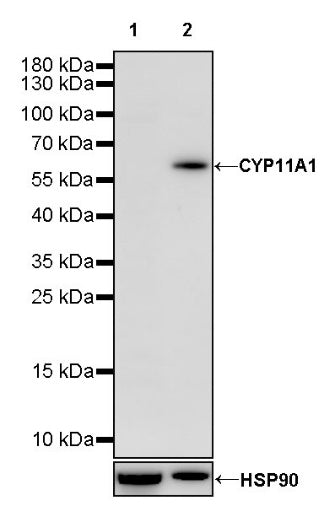 CYP11A1 Rabbit Polyclonal Antibody
