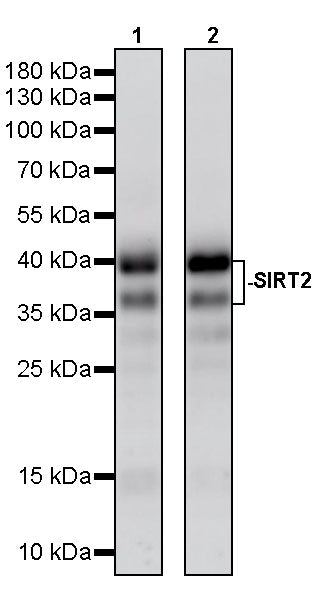 SIRT2 Mouse mAb