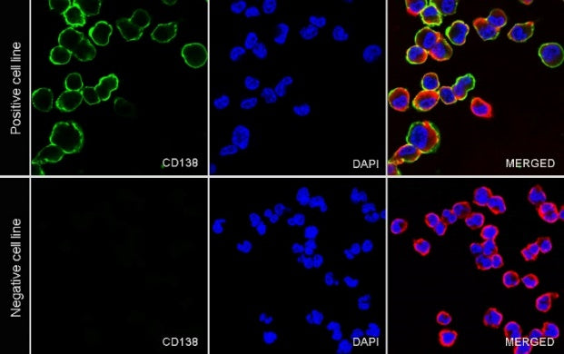 CD138 Recombinant Rabbit mAb (S-417-199)