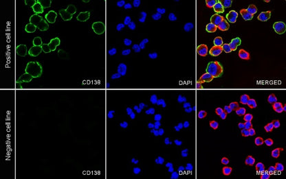 CD138 Recombinant Rabbit mAb (S-417-199)