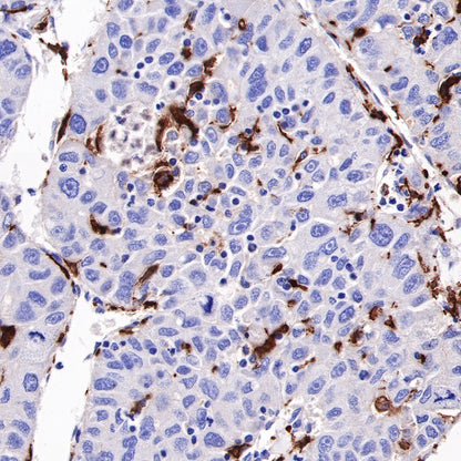 S-RMab® CD163 Recombinant Rabbit mAb,PBS Only (SDT-R164)