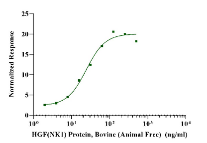 HGF(NK1) Protein, Bovine (Animal Free)