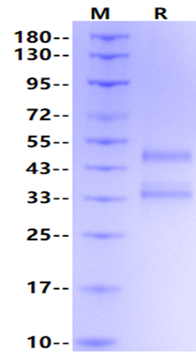 TACI/CD267/TNFRSF13B Fc Chimera Protein, Human