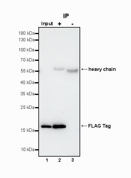 FLAG Tag Recombinant Rabbit mAb (S-SC044)