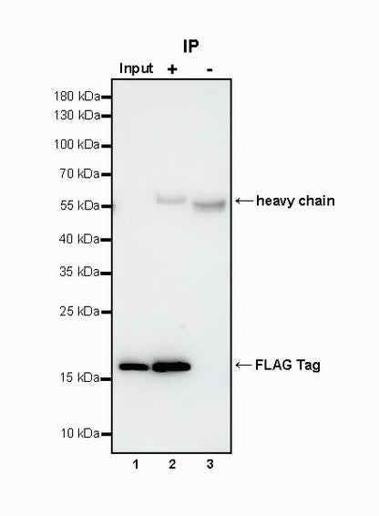 FLAG Tag Recombinant Rabbit mAb (S-SC044)