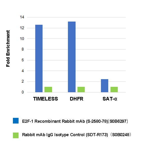 E2F-1 Recombinant Rabbit mAb (S-2580-78)