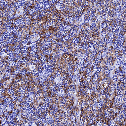 S-RMab® CD16a Recombinant Rabbit mAb (SDT-R099)