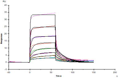 CD160 His Tag Protein, Human