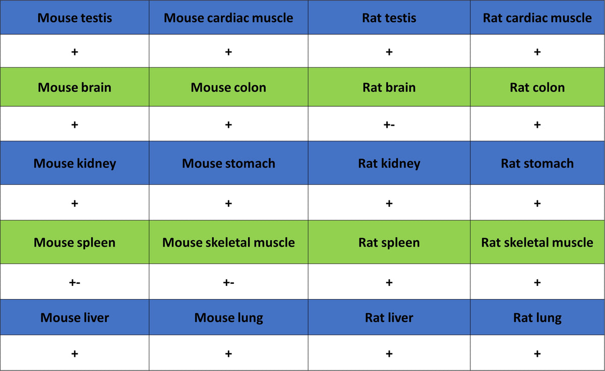 Vinculin Recombinant Rabbit mAb (S-5405)