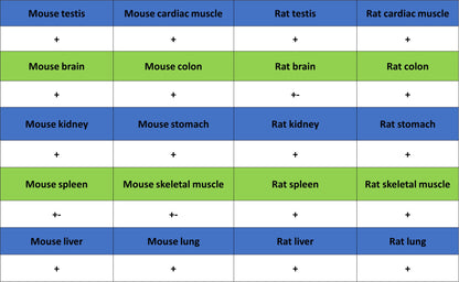 Vinculin Recombinant Rabbit mAb (S-5405)