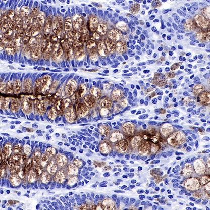 S-RMab® MUC1/EMA Recombinant Rabbit mAb (SDT-776-49)