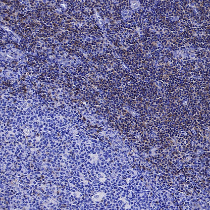 IFITM1-Specific Mouse mAb