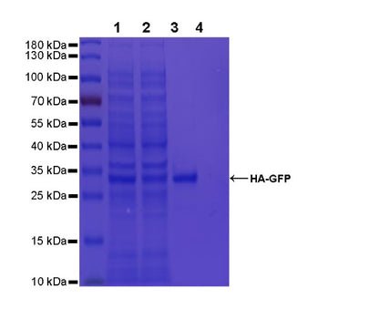 Rabbit Anti-HA Tag Magnetic Agarose