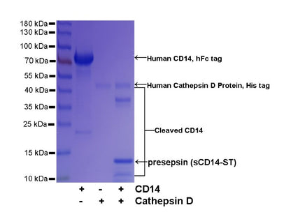 Cathepsin D His Tag Protein, Human