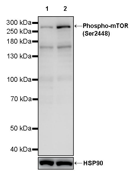 Phospho-mTOR (Ser2448) Recombinant Rabbit mAb (S-3555)