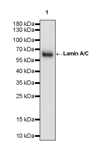 Lamin A/C Recombinant Rabbit mAb (S-950-164)