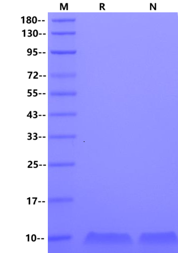 HB-EGF Protein, Rat