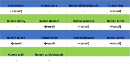 LYVE1 Recombinant Rabbit mAb (S-3786-26)