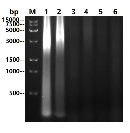 Ultra Nuclease (Tag free)