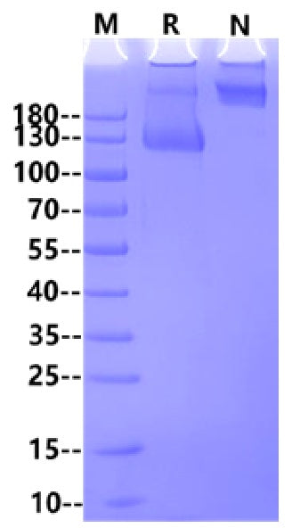 Flt-3/Flk-2 Fc Chimera Protein, Cynomolgus