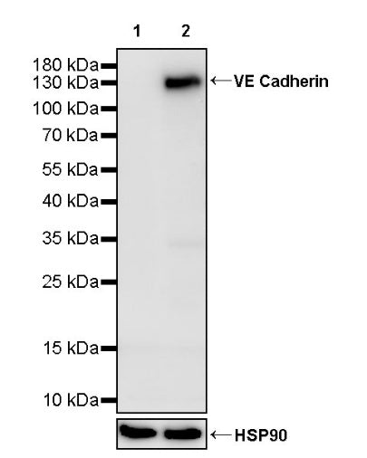 VE Cadherin Recombinant Rabbit mAb (S-3312-118)