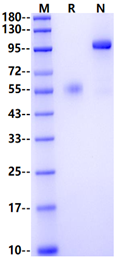 TNFSF11/RANKL Fc Chimera Protein, Human
