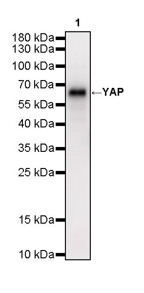 YAP Recombinant Rabbit mAb (S-3921-42)