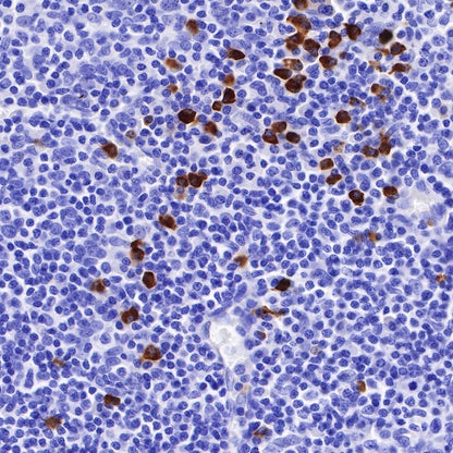 Human IgG3 F(c) Recombinant Rabbit mAb (S-459-75)