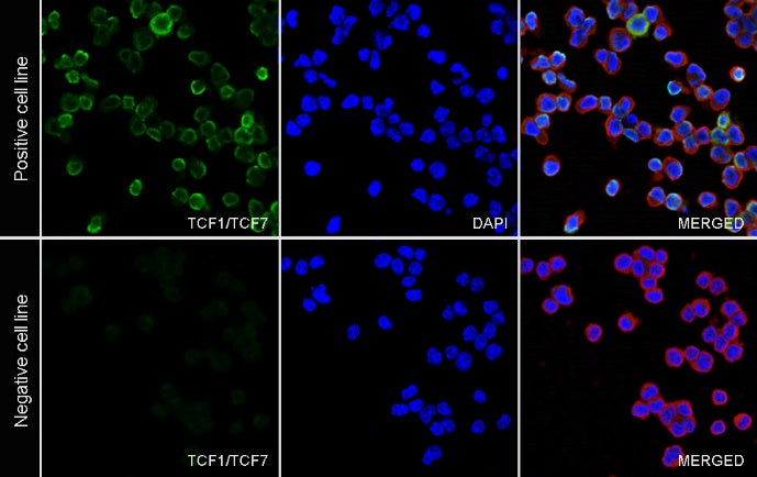 TCF1/TCF7 Recombinant Rabbit mAb (S-3486)