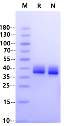 Annexin A1 His Tag Protein, Cynomolgus